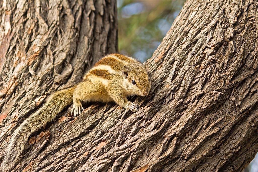 啄木鳥在啄木頭時吵醒了一隻正在樹洞中休息的松鼠。(圖為印度棕櫚松鼠/達志影像)