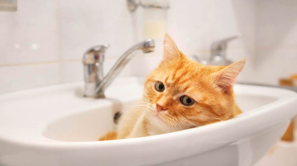 洗碗這件事在貓咪眼裡究竟有何魔力？（示意圖／達志影像）