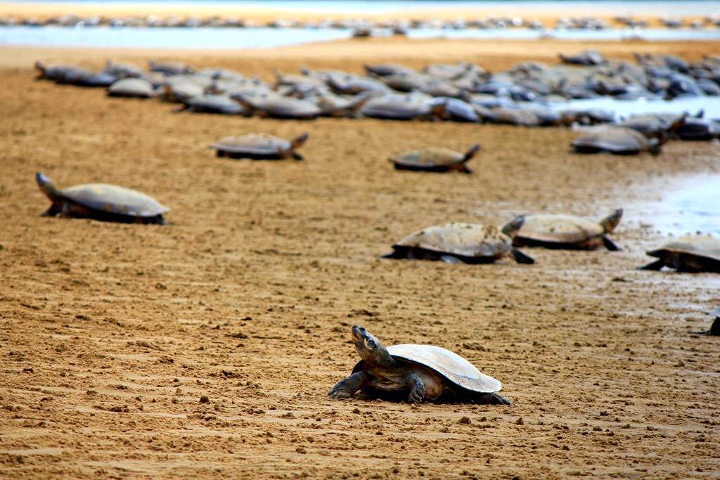 亞馬遜河域的沙灘近日出現「烏龜海嘯」。(示意圖／達志影像)