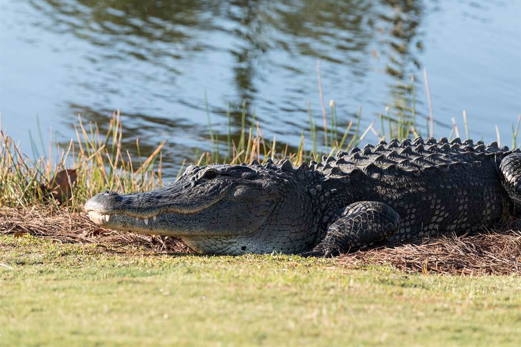 佛羅里達州男子打高爾夫球時，不小心將球打到了鱷魚的尾巴上。(示意圖/達志影像)