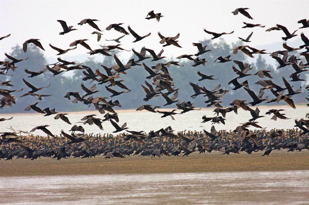 鸕鶿是金門最具特色的冬候鳥，吸引各地遊客跨海賞鳥。（李金生攝）