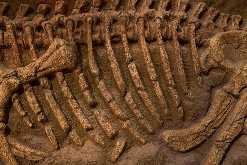 Adalatherium hui來自6600萬年前，和恐龍、巨型鱷魚生活在同一個時期。(示意圖/達志影像)