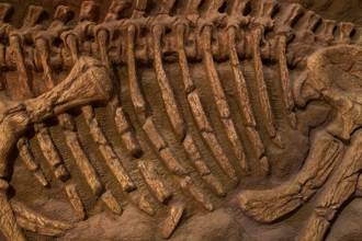 6600萬年前哺乳動物出土 詭異構造專家驚：來自外太空