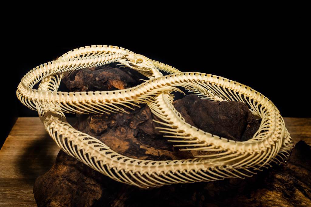 這具在德國發現的蟒蛇化石，刷新了目前世界上「最古老蟒蛇化石」的紀錄。(示意圖/達志影像)
