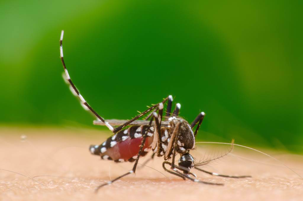 日本最新研究指出，只要製造讓蚊子無法在皮膚上停留的環境，就能達到驅蚊效果。（示意圖／達志影像）