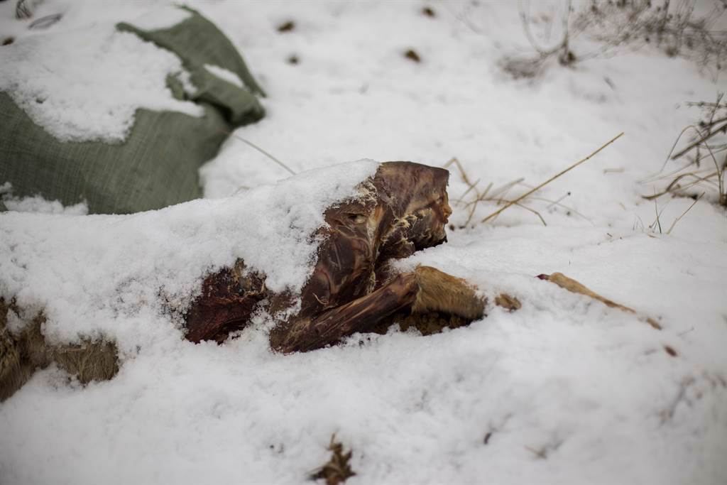 加拿大發現一具保存完好的幼狼木乃伊，胃中的最後一餐也被保存下來。(示意圖/達志影像)