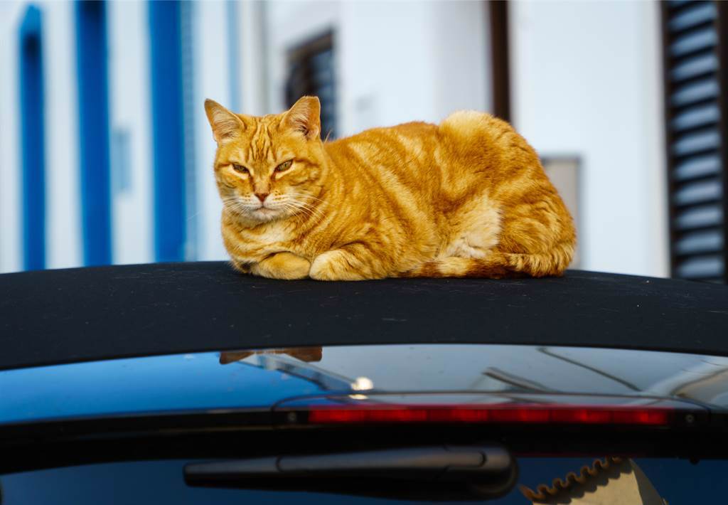 車主欲開車時，發現一隻「橘貓」趴在車頂上，吵醒對方後才得知，牠竟然是一隻狐狸。(示意圖/達志影像)