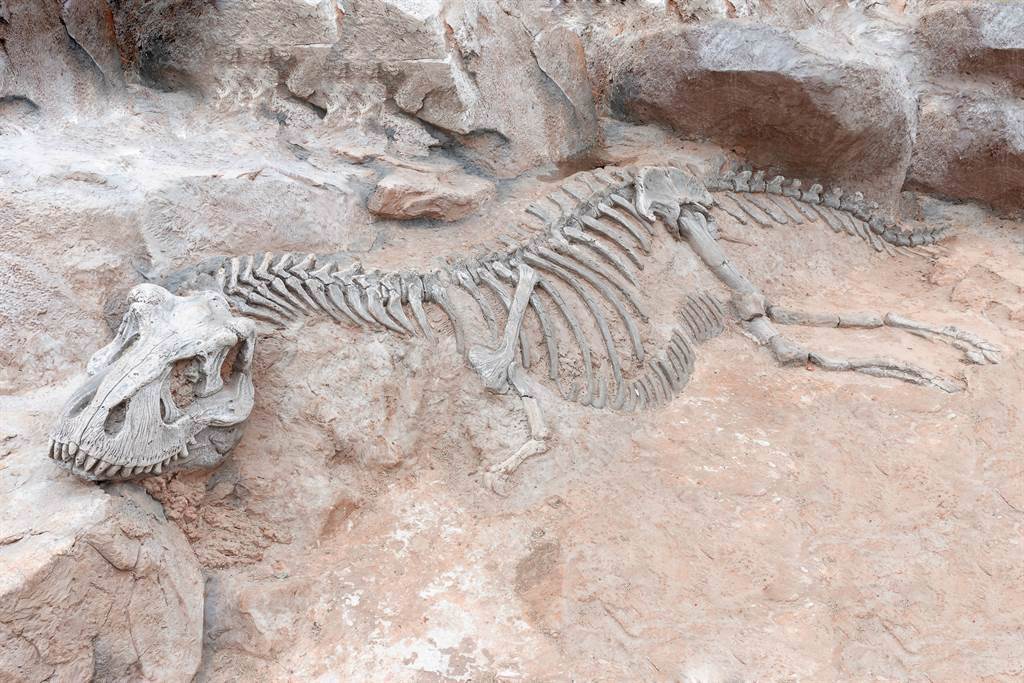 自貢市一名男子散步時，發現了一顆顏色異常的石頭，沒想到竟是1.6億年前的恐龍化石。(示意圖/達志影像)