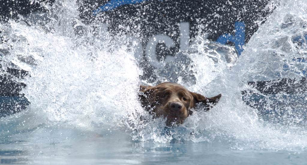 狗狗溺水示意圖。（圖／達志影像）