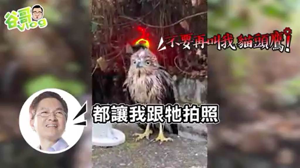 前彰化縣長魏明谷在臉書貼出一段巧遇鳳頭蒼鷹亞成鳥的影片，卻全程誤認以為是貓頭鷹，畫面還有設計人鳥對白，十分逗趣、令人笑翻。（摘自臉書／謝瓊雲彰化傳真）