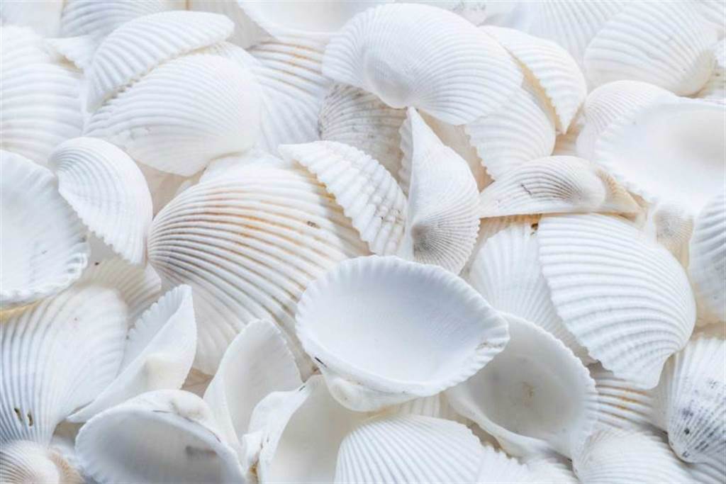 艾菲爾老師透露，可以準備貝殼當作「聚寶盆」，因為貝殼是海洋寶藏，形狀又像爪子，代表可以守住錢財。（圖／pexels）