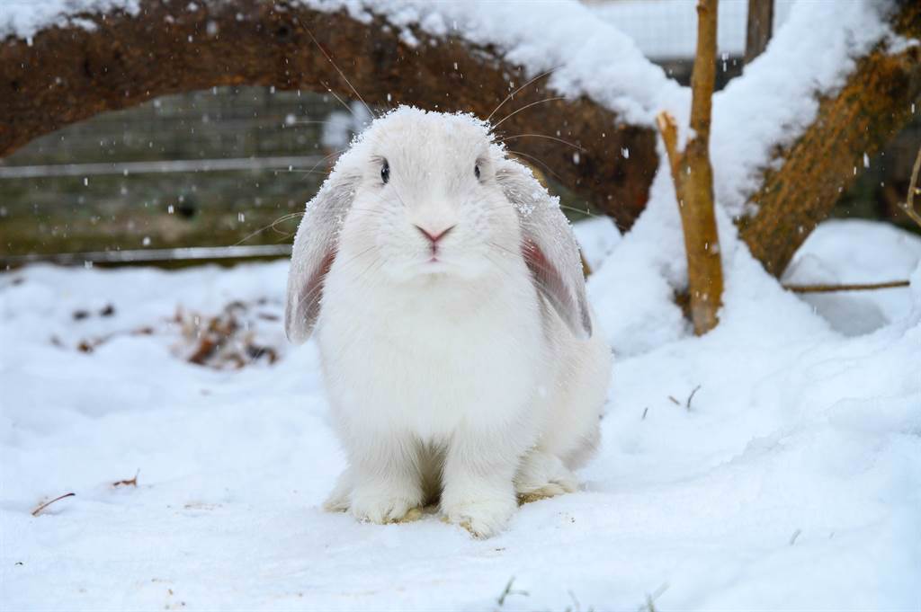 小白兔看似在親吻雪人，其實是在啃咬紅蘿蔔鼻子，讓溫馨畫面瞬間變卦。(示意圖/達志影像)