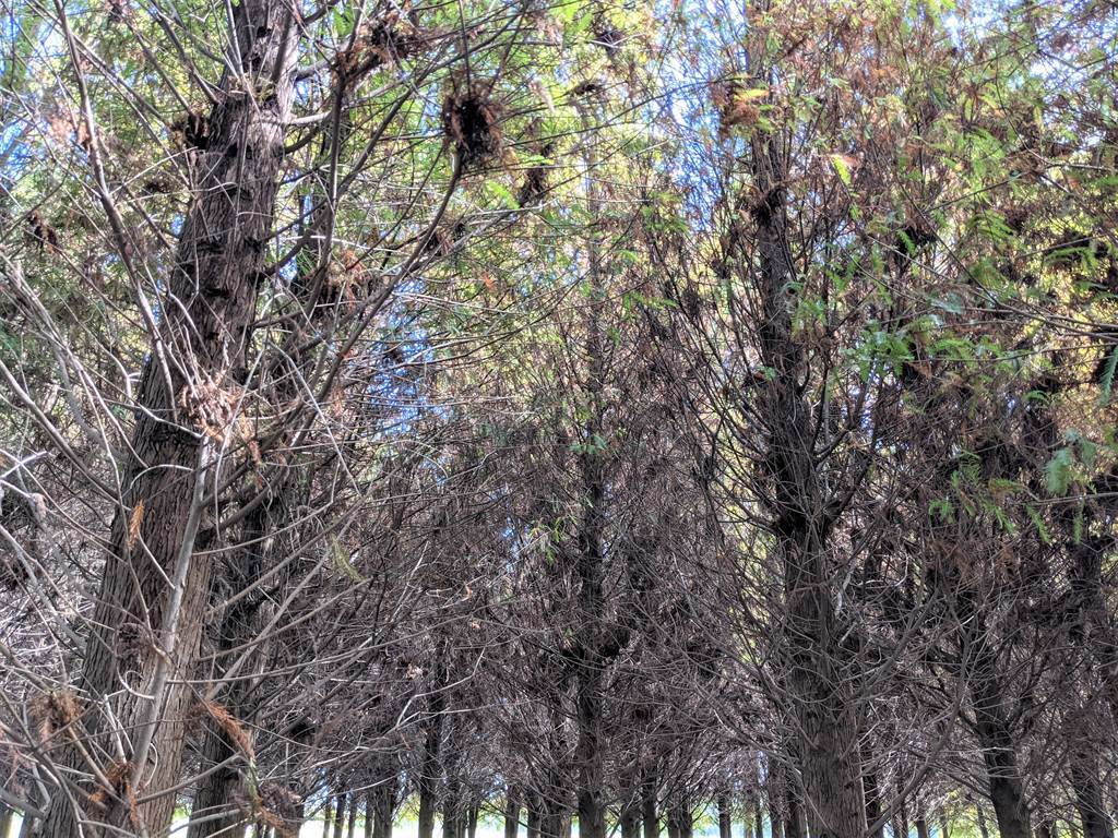受到冷氣團影響，台南市六甲區落羽松林逐漸變色，但也有遊客發現，不少植株還未變色就直接枯萎，疑似生病，南市府農業局也將派人調查。（莊曜聰攝）