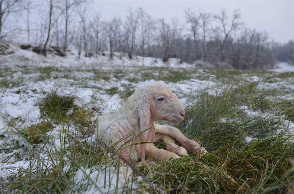 內蒙一名牧民，經過雪地竟發現有7顆頭埋在雪堆裡。(示意圖／達志影像)