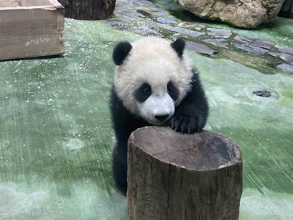 台北市立動物園大明星貓熊「圓寶」將在29日正式亮相。（游念育攝）