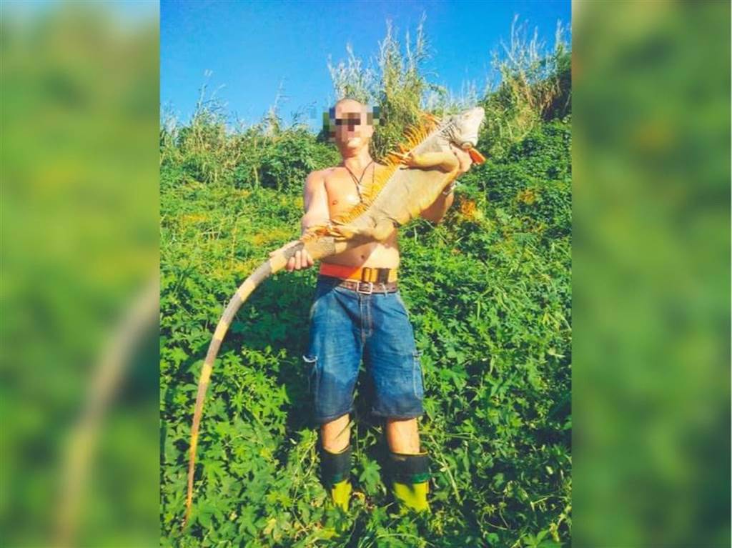 近日有民眾在烏山頭水庫附近，抓到了一隻綠鬣蜥，巨無霸身形嚇壞許多網友。(圖翻攝自/臉書/台南爆料公社)