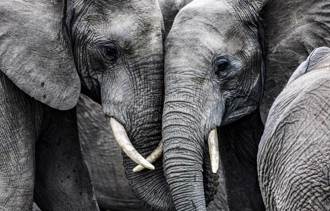 大象被逼雙腳站立 發瘋用頭狂撞地 曝動物園內幕網哭了