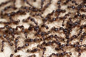 上萬隻螞蟻圍成圈順時針狂轉 罕見「死亡漩渦」超毛