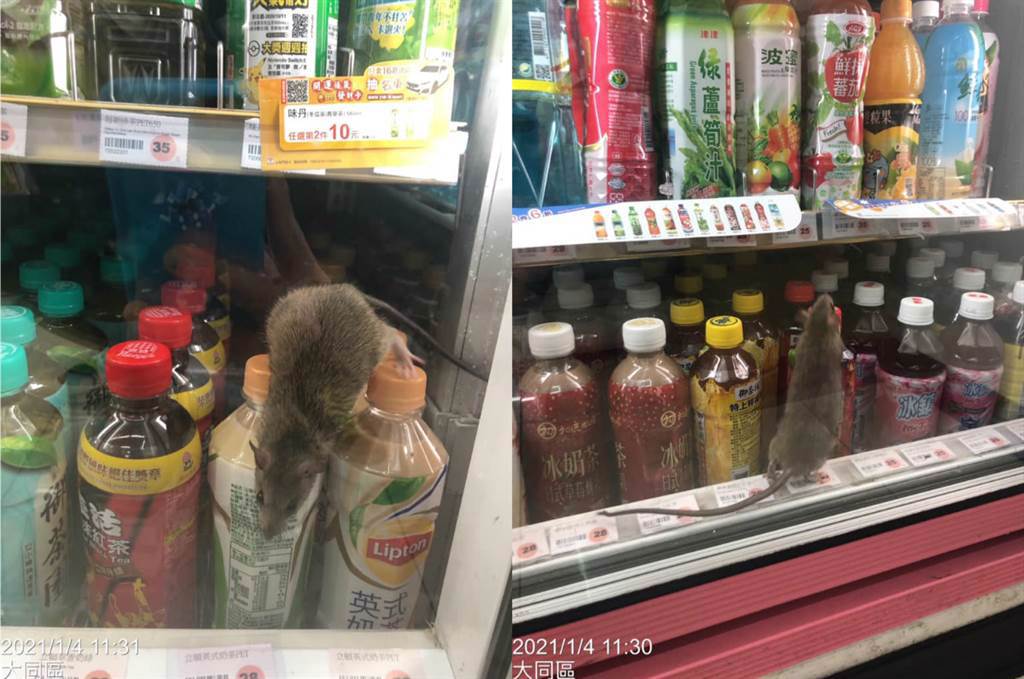 有網友目睹一隻大肥鼠竟在超商飲料櫃中亂竄，還不斷在冰櫃中爬上爬下。(摘自爆怨公社)