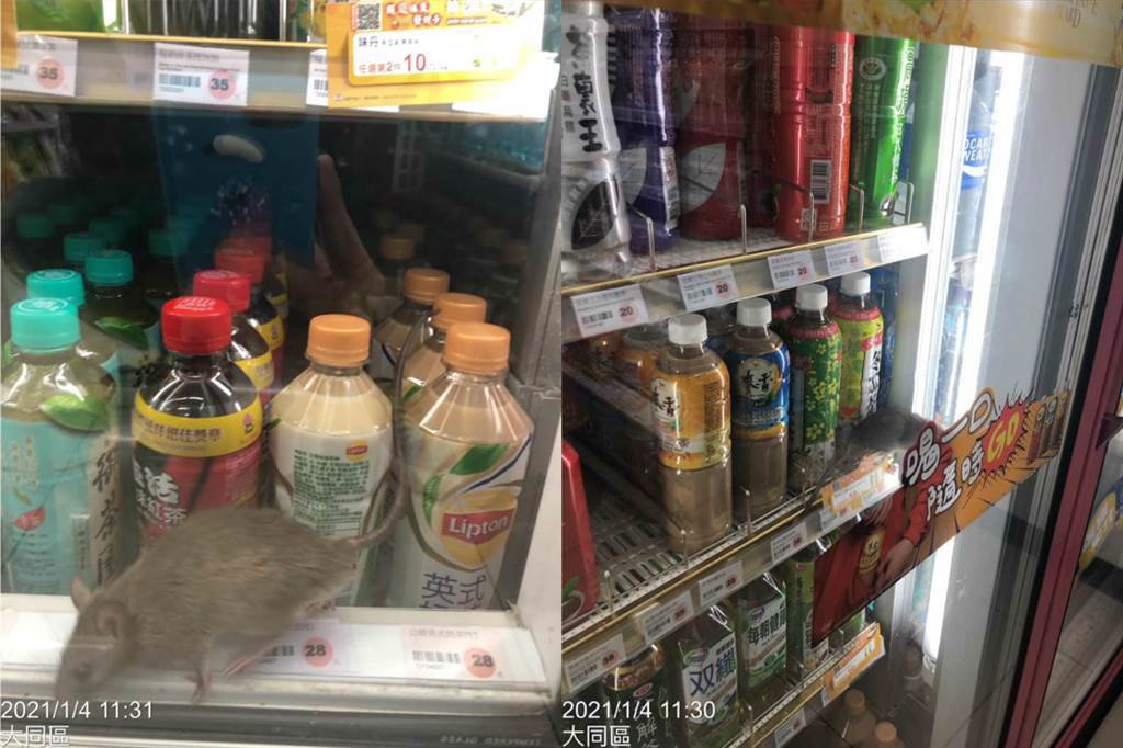 一隻大肥鼠竟在超商飲料櫃中亂竄，網友嚇得直呼「以後買飲料都要先沖洗了」。(摘自爆怨公社)
