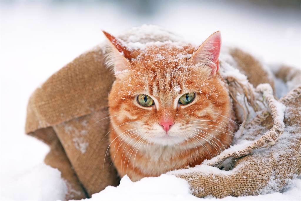 加拿大女子見到一隻流浪貓在雪地中向她「敲門」求助。(示意圖/達志影像)