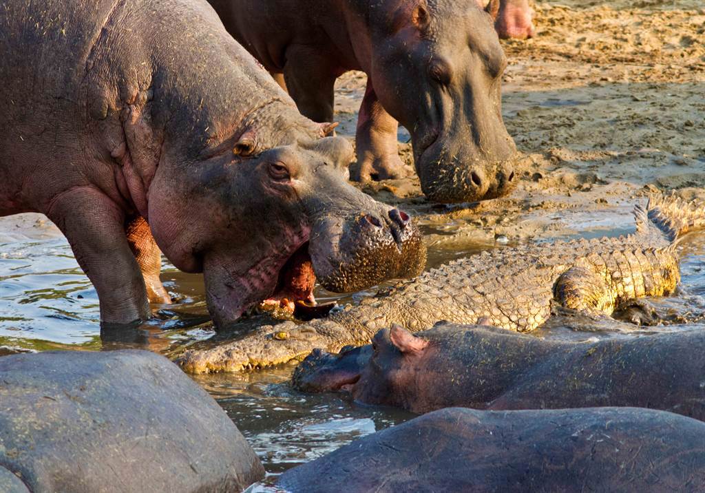 克留格爾國家公園前陣子展開了一場鱷魚和河馬搶奪牛遺體的「大混戰」。(示意圖/達志影像)