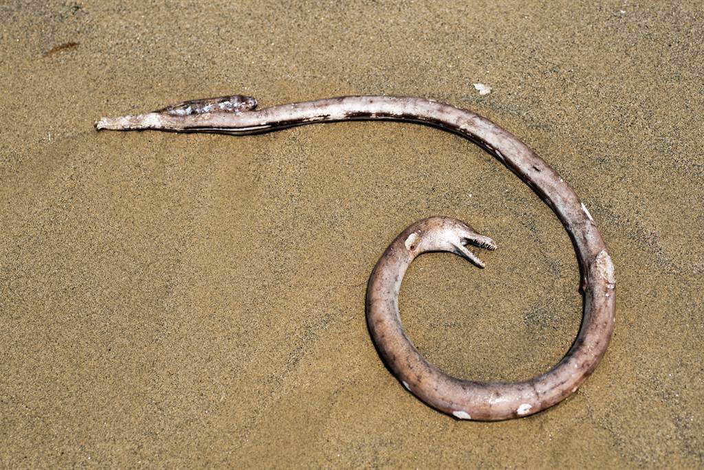 奧特里聖瑪麗的警方至海邊，發現了一條近2公尺的不明生物，讓他們非常驚恐並直呼「怪物」，不過其實這是一條海鰻。(示意圖/達志影像)