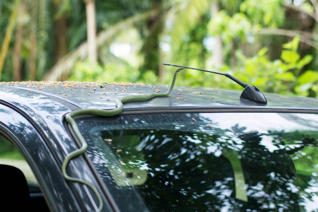 澳洲一名駕駛開車到一半，發現車窗上突然出現一條巨蛇，嚇得他呆在座位上不知所措。(示意圖/達志影像)