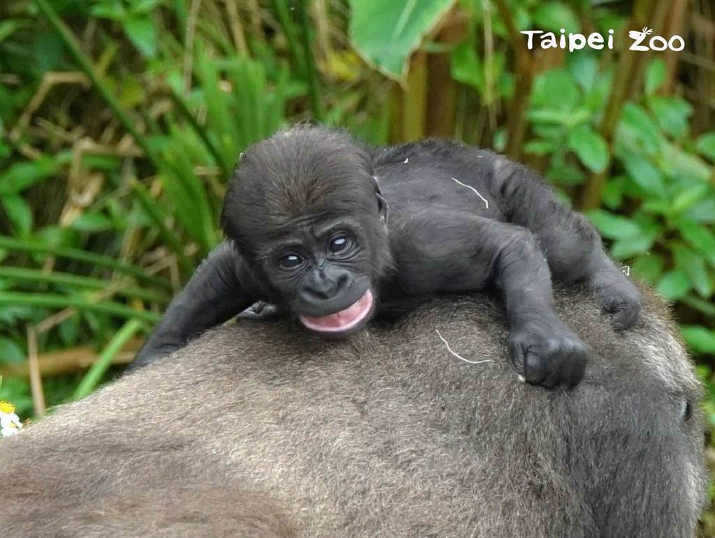 寶寶「Jabali」有時也會抱在猩媽「Tayari」的背上。(圖/臺北市立動物園 提供)