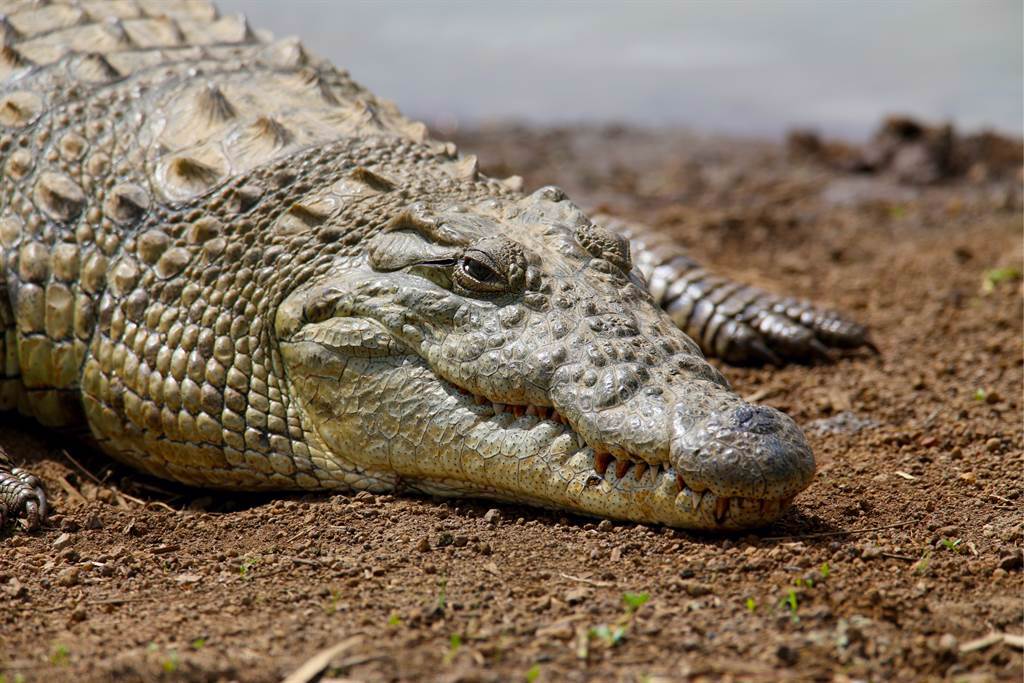 迦納一群遊客看鱷魚沒反應，竟紛紛靠近與牠合影，期間甚至還出伸手撫摸，最終惹毛鱷魚轉頭咬人。(示意圖/達志影像)