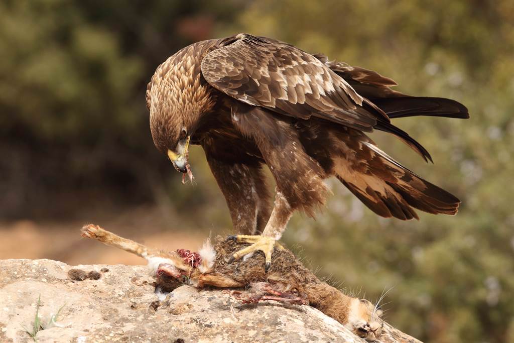 老鷹抓到小雞後，準備將牠吃下肚，沒想到被附近的4隻公雞發現，趕緊奔了過來保護孩子。(示意圖/達志影像)