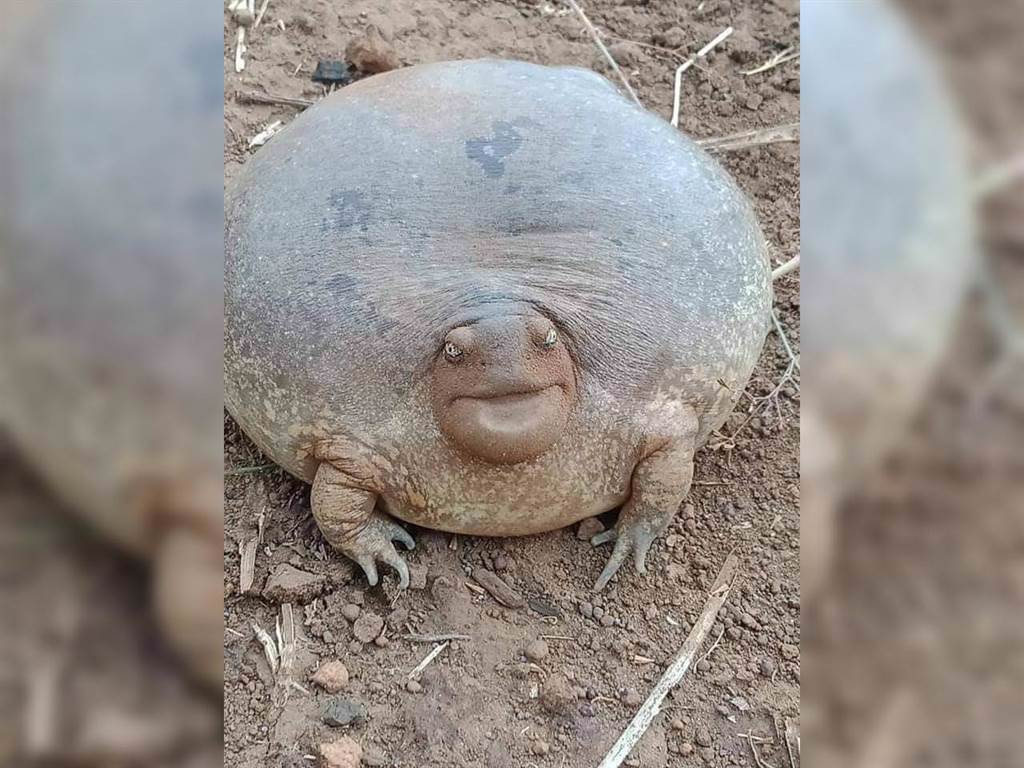 柬埔寨一名工人挖出一隻詭異生物，外型像是一隻被充飽氣的無殼烏龜。(圖翻攝自臉書/Lim Khyhong)