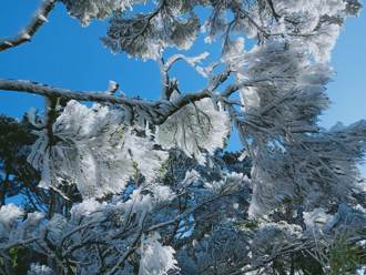 北大武山「霧淞」美景 草木像撒上糖霜美翻了！