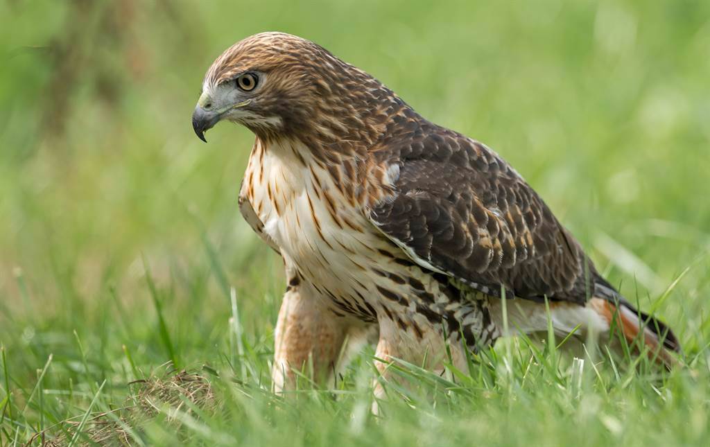 一隻老鷹想要抓草地上的鴨子當作獵物，沒想到卻慘遭「滑鐵盧」。(示意圖/達志影像)