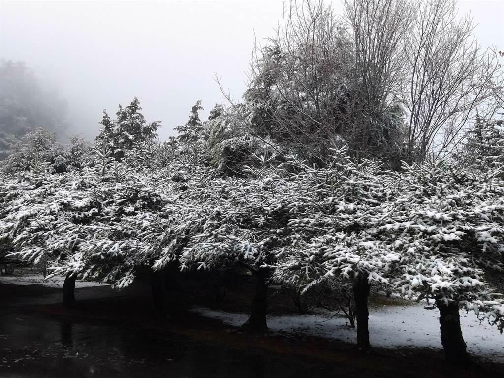 大雪山國家森林遊樂區內海拔約2600公尺的小雪山資訊站，今日清晨5點降下初雪。（東勢林管處提供／王文吉台中傳真）