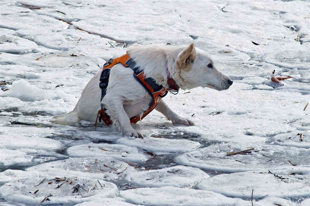 英國男子見一隻黑狗落入冰冷的湖中，立刻破冰跳下水進行救援。(示意圖/達志影像)