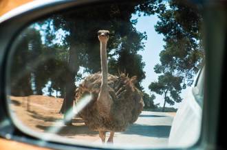 國道上騎車突見旁有巨鳥狂奔 路人全嚇傻