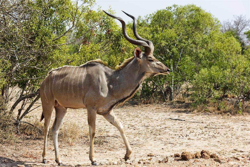 生態學家至阿多大象國家公園遊覽，發現一隻發情期的羚羊，為了模擬與其它對手頂羊角的場景，沒想到反讓自己卡住。(示意圖/達志影像)