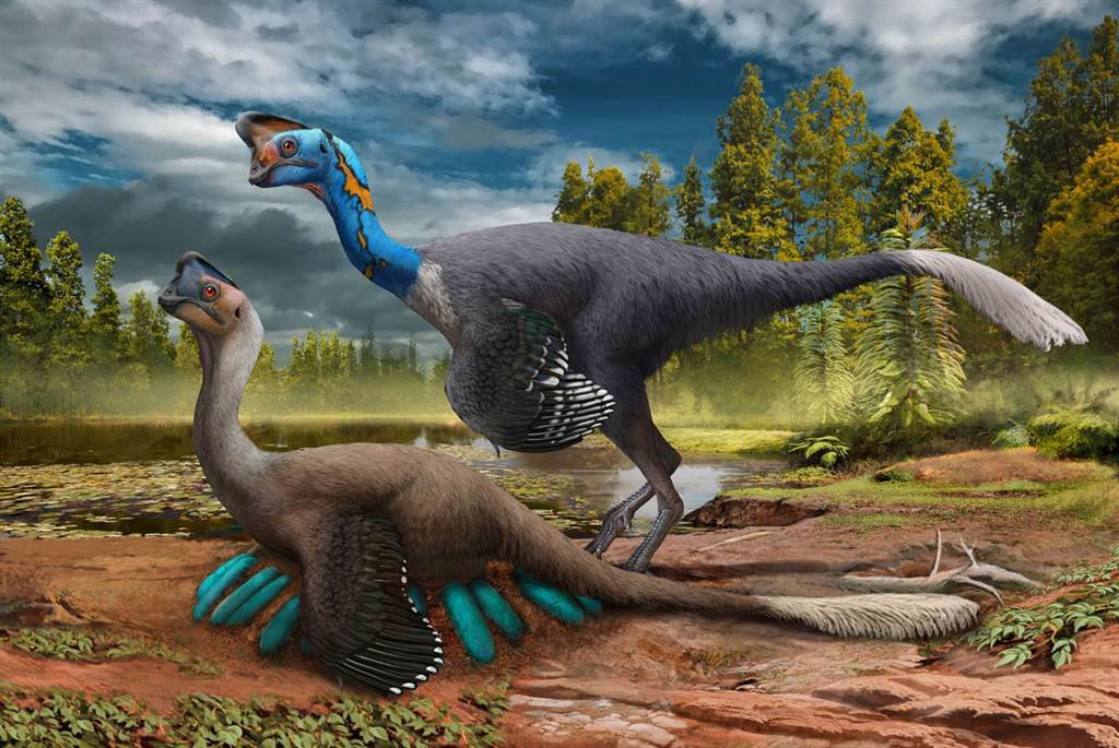 大陸江西最近發現了一具來自7000萬年前的竊蛋龍化石，而且還完美保存了恐龍蛋以及蛋巢的模樣。(圖/新華社)