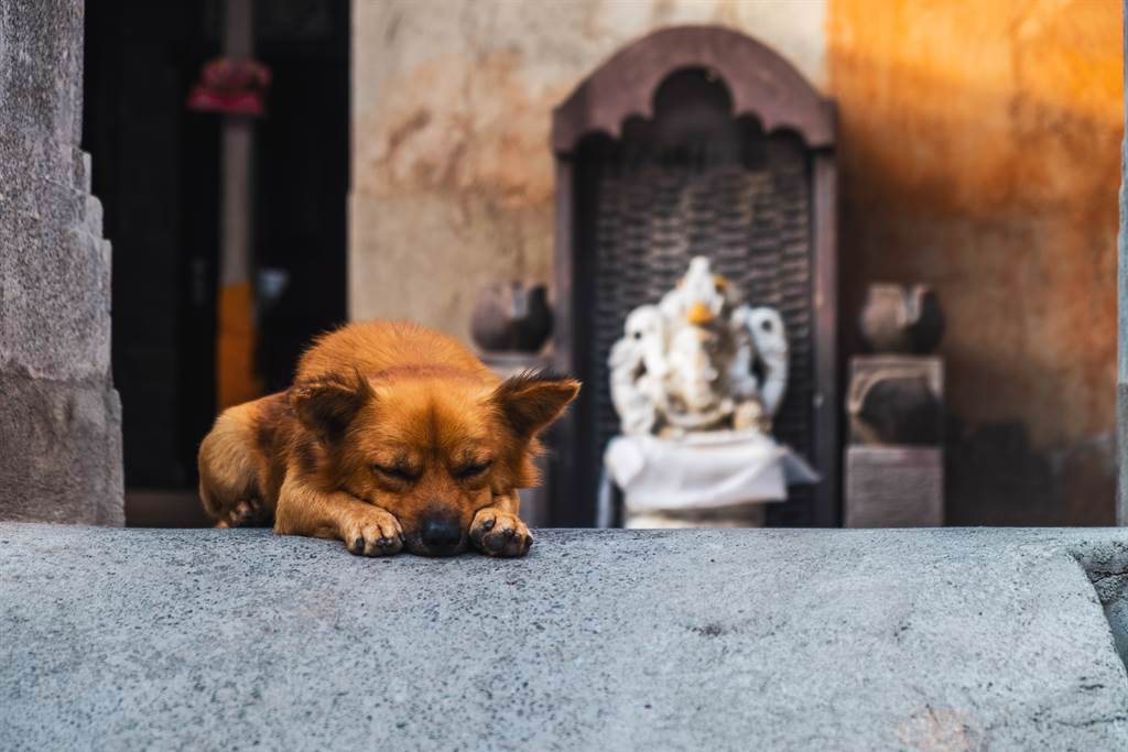 施地維納雅克廟外的石塊上，竟坐著一隻流浪狗，彷彿是神的化身，給予信徒祝福。(示意圖/達志影像)