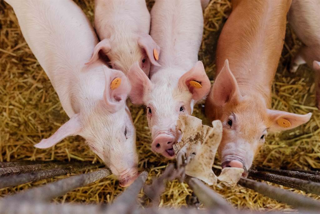 5隻豬肚子太餓，決定合作頂開鐵門越獄，沒想到其中一隻「豬隊友」不斷幫倒忙，讓這一次逃獄失敗。(示意圖/達志影像)