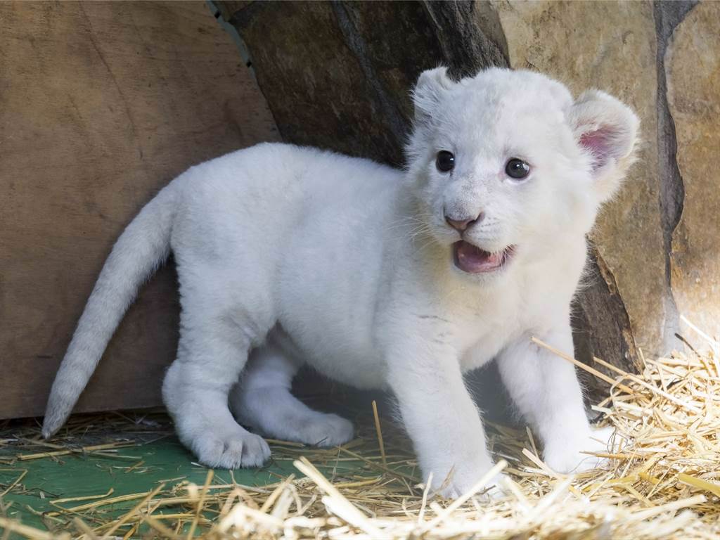 白獅在野外生活並不容易，由於顏色過於鮮豔，因此很容易成為其它動物的目標。(示意圖/達志影像)