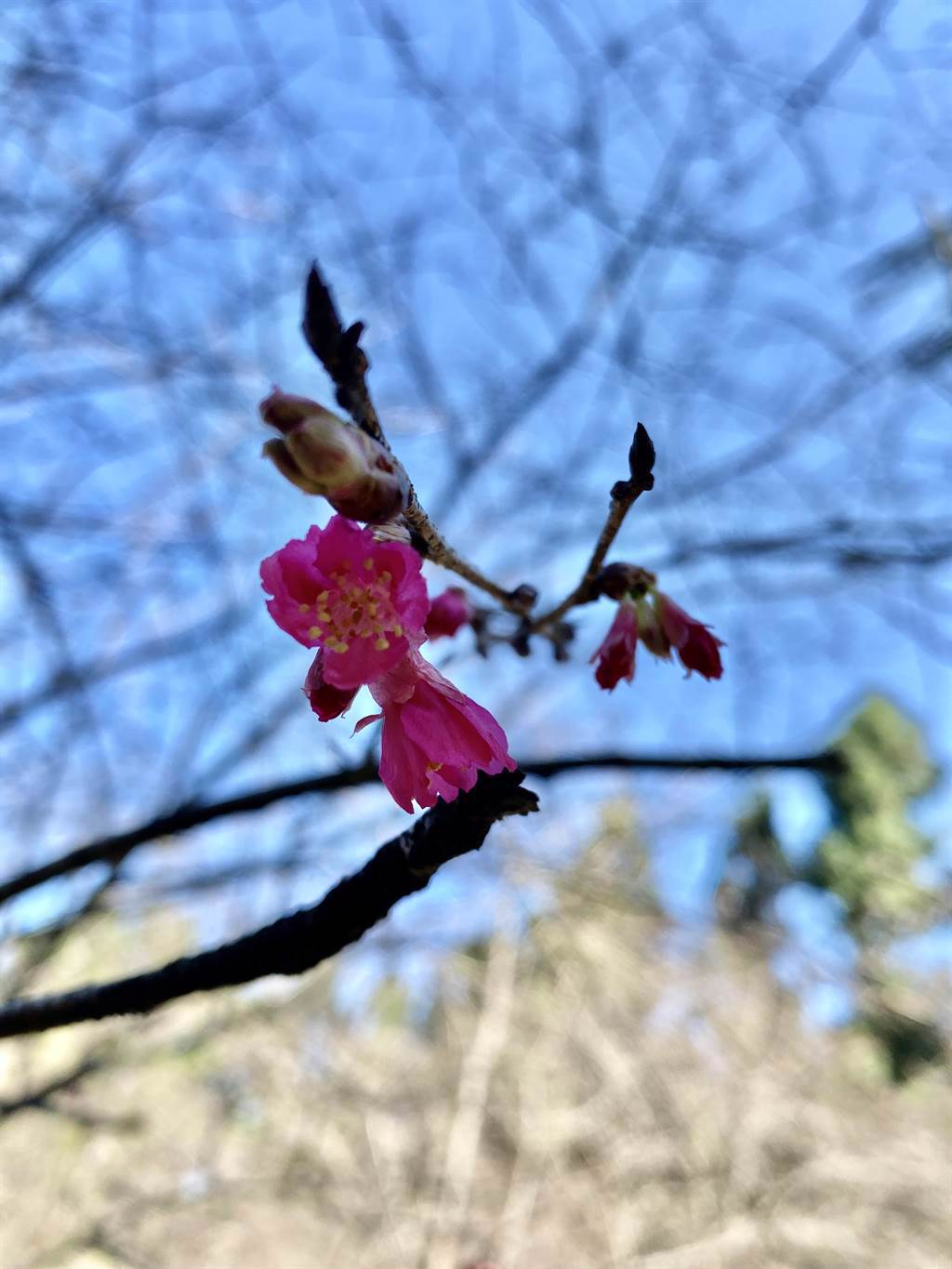 九族文化村內的山櫻花，以最新氣象科技預測，將在今年農曆春節陸續盛開。（黃立杰攝）