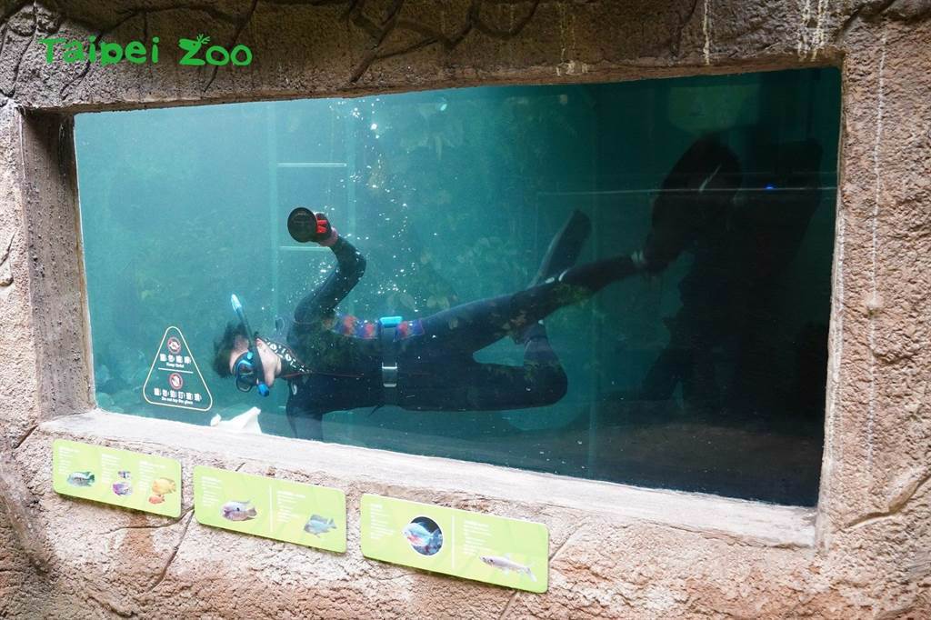 為了讓遊客清楚看到水下生態，即使是寒冷的冬天，保育員也必須穿潛水裝下水進行清潔。(圖/臺北市立動物園提供)