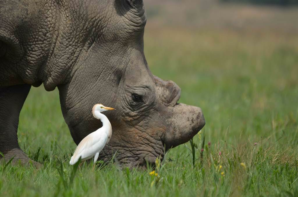 肯亞攝影師在國家公園中目擊到犀牛小便，意外噴射到後方白鷺身上的奇妙情景。(示意圖/達志影像)