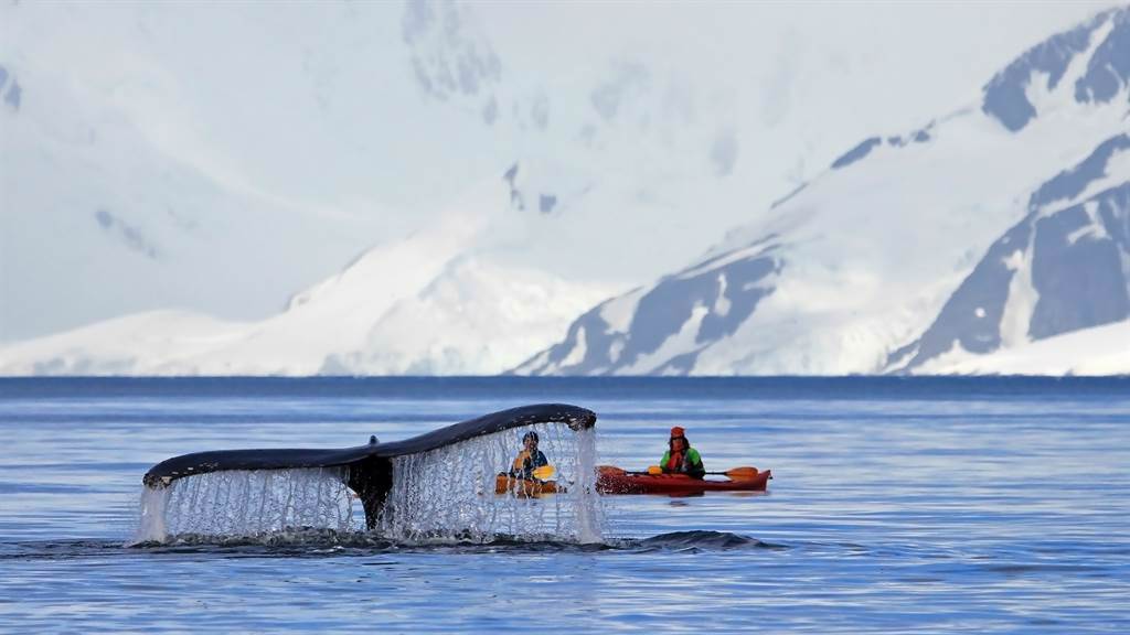 有研究人員在加拿大海灣意外與巨大座頭鯨有近距離接觸。(示意圖／達志影像)