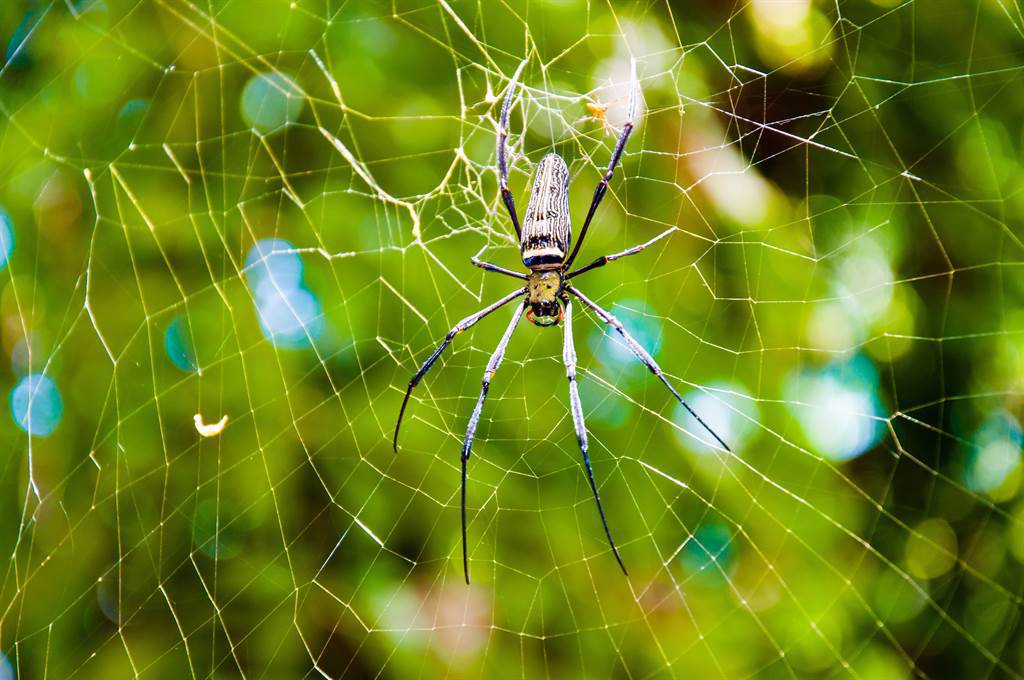 澳洲一名農夫直擊到一隻巨蛛獵殺小蜘蛛的瞬間畫面，不少網友看了都相當害怕。(示意圖/達志影像)