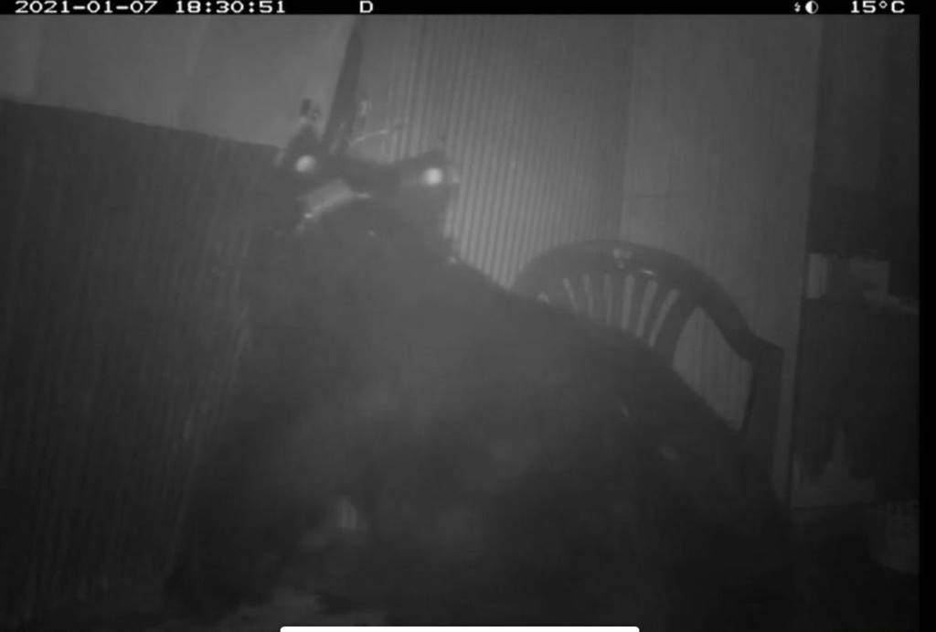 東卯山黑熊夜闖農舍，監視器拍到翻找食物的身影。（東勢林管處提供／王文吉台中傳真）
