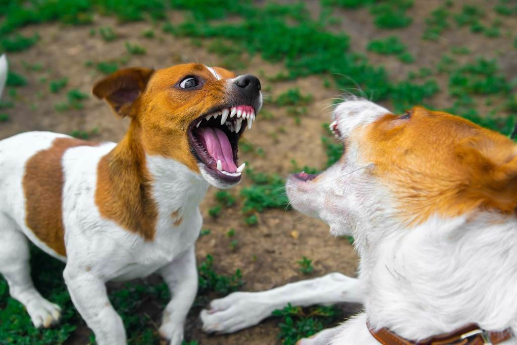 泰國2隻狗狗隔著木門吵架，結果飼主幫忙打開門，牠們卻瞬間不氣了。(示意圖/達志影像)