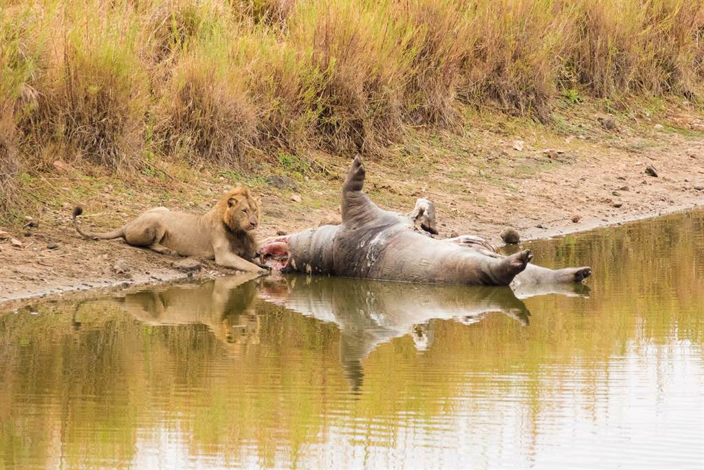 有遊客在非洲看到獅子和鱷魚正在分食一隻河馬屍體。(示意圖／達志影像)